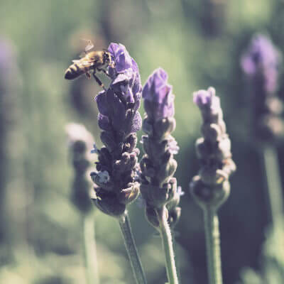 Eierbrecht: Aktionstag am 12. März zur Förderung von Wildbienen, Gelbbauchunken und Zauneidechsen