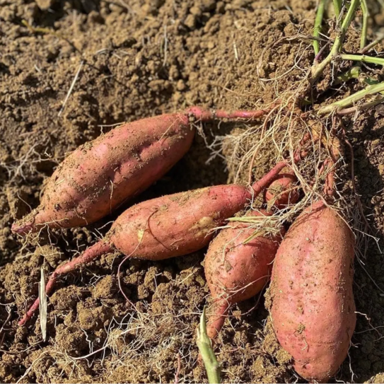 Die Süsskartoffel – eine wunderbare Knolle für den Garten